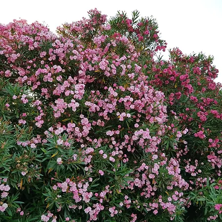 Lejlighed Modern Reventino - Le Lincelle, Lamezia