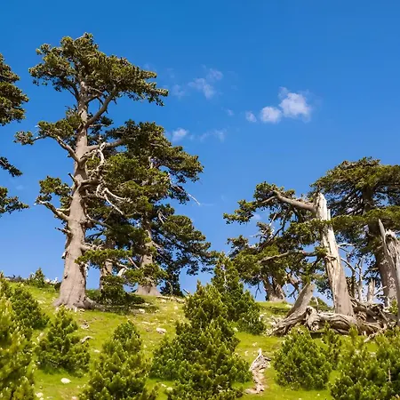 Modern Reventino - Le Lincelle, Lamezia