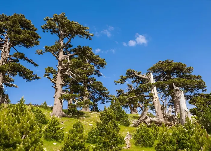 Modern Reventino - Le Lincelle, Lamezia